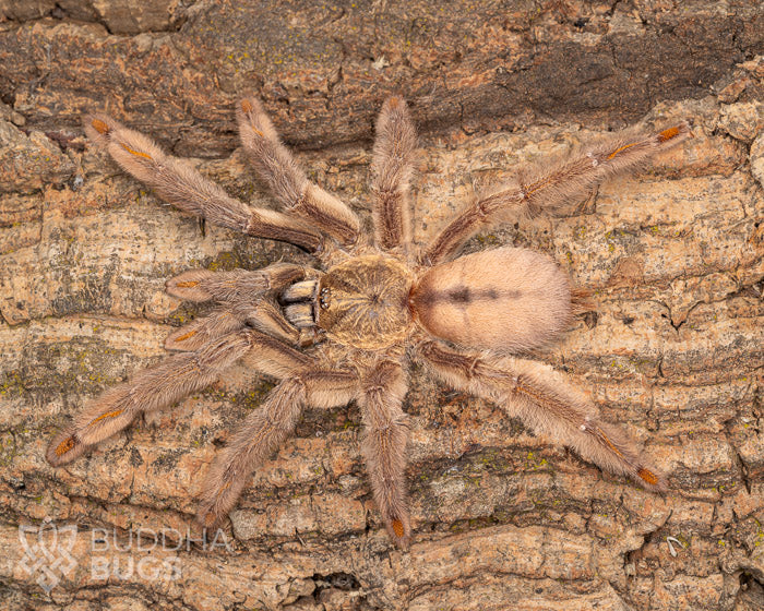 Psalmopoeus cambridgei (Trinidadian chevron tarantula) 0.75"