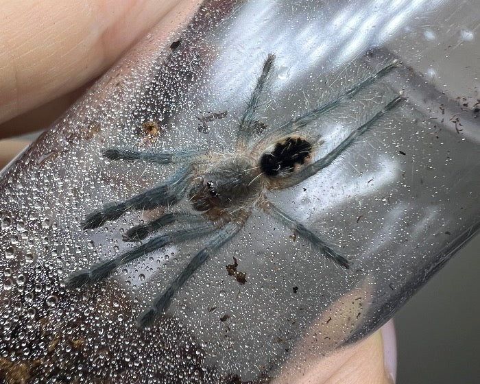 Psalmopoeus cf. ecclesiasticus (Ecuadorian olive tree spider tarantula) 0.75"