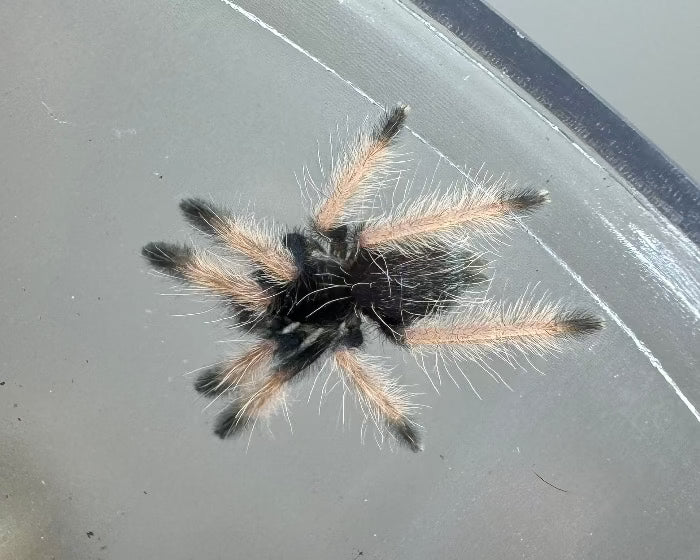 Psalmopoeus emeraldus (emerald chevron tarantula) 0.66"