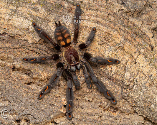 A female Psalmopoeus irminia, a Venezuelan suntiger tarantula, poses on natural cork bark.