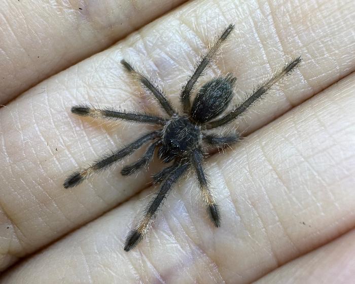 Psalmopoeus langenbucheri (Venezuelan chevron tarantula) 0.75"