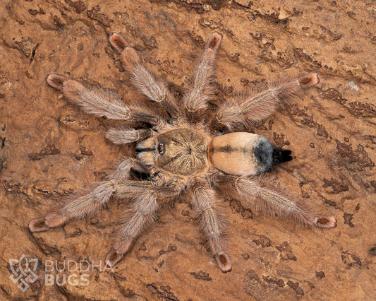 Psalmopoeus pulcher (Panama blonde tarantula) 0.75"