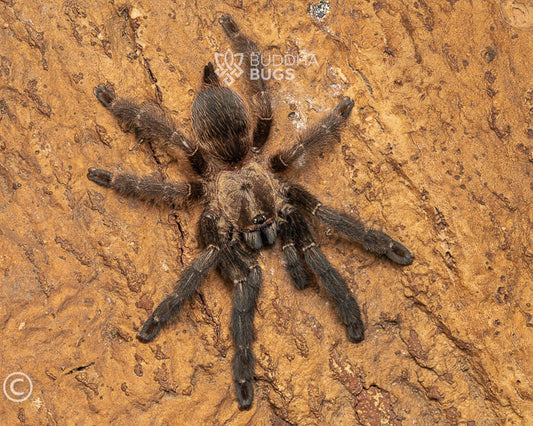 A female Psalmopoeus reduncus, a Costa Rican orange mouth tarantula, poses on natural cork bark.