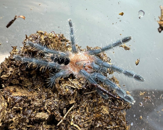 Psalmopoeus sp. 'tono negro' (Ecuadorian black tree tarantula) 1"