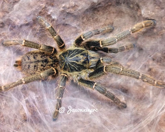 Pterinochilus chordatus (Kilimanjaro mustard baboon tarantula) 0.5"