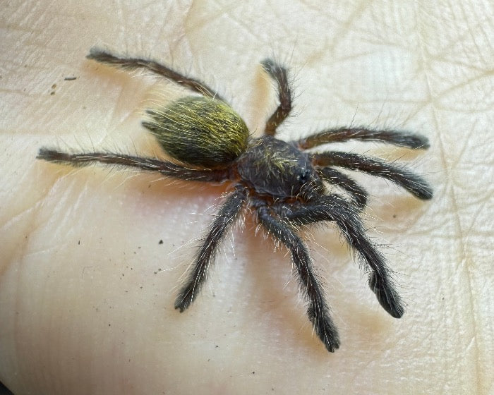 Pterinochilus murinus 'DCF, Botswana/Zimbabwe' (Usambara baboon tarantula) 0.75"