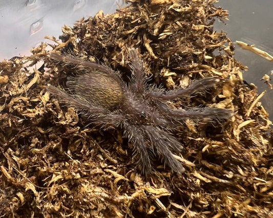 Pterinochilus murinus 'DCF, Kenya' (Usambara baboon tarantula) 0.75"