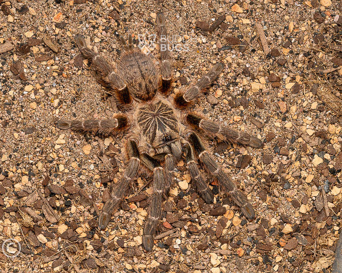 Pterinochilus murinus 'DCF, Kigoma' (Usambara baboon tarantula) 0.75"