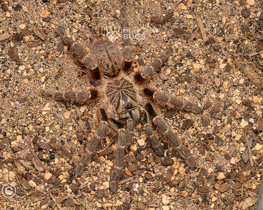 Pterinochilus murinus 'DCF, Kigoma' (Usambara baboon tarantula) 0.5"