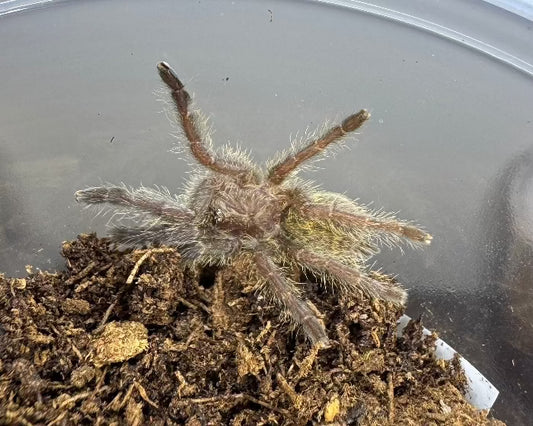 Pterinochilus murinus 'DCF, Mikumi' (Usambara baboon tarantula) 1"