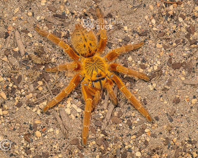 A female Pterinochilus murinus RCF, an orange baboon tarantula, poses on sand.