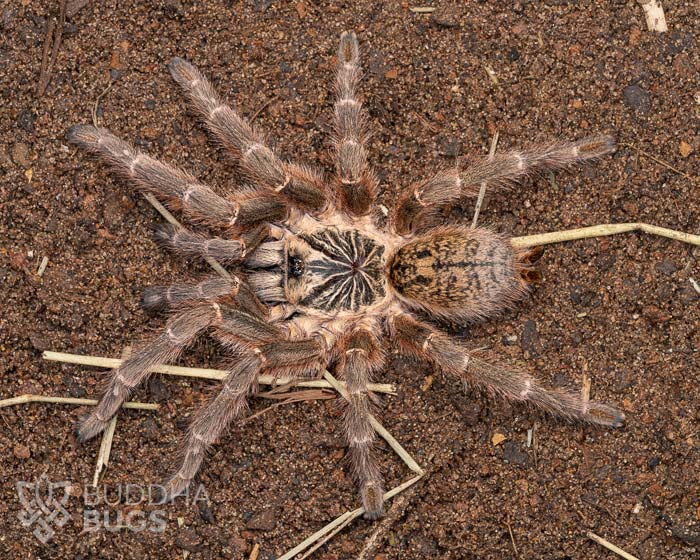 A female Pterinochilus murinus TCF, a Usambara baboon tarantula, poses on sandy clay.