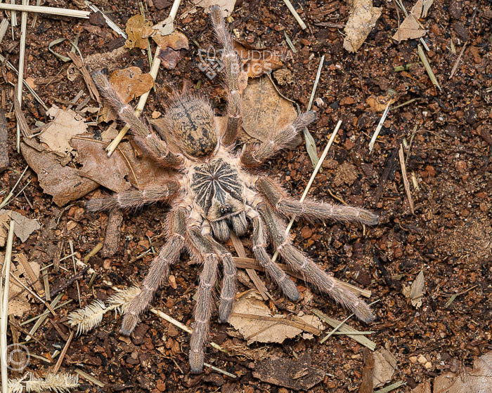 Pterinochilus murinus 'TCF' (Usambara baboon tarantula) 0.5"