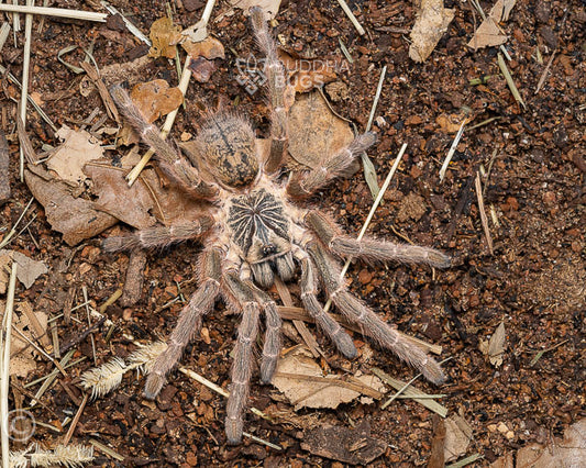 Pterinochilus murinus 'TCF' (Usambara baboon tarantula) 0.5"