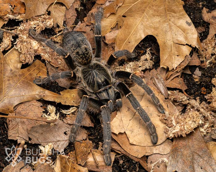 Pterinochilus sp. 'Arusha' (Arusha baboon tarantula) 0.5"