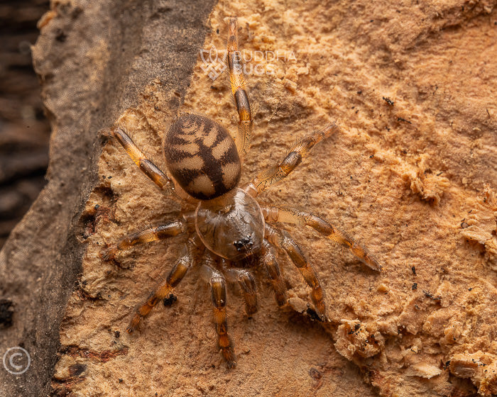 Sason sundaicum (Sundaica brush-footed trapdoor spider) 0.66"