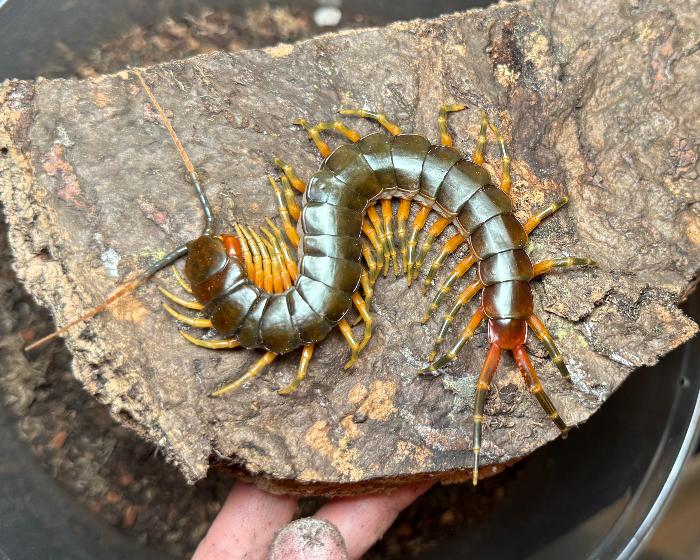 Scolopendra galapagoensis (Darwin's goliath centipede) 3"