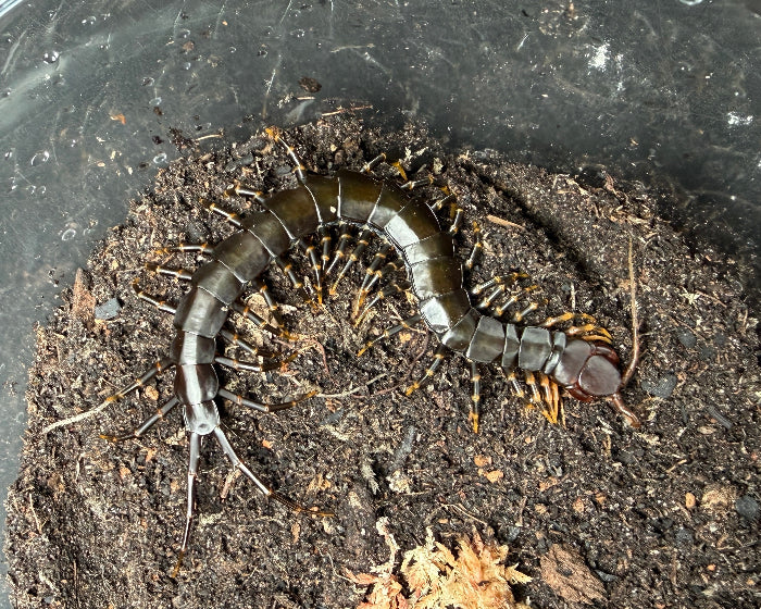 Scolopendra hainanum 'black' (Chinese tiger-legged centipede) 5.5"