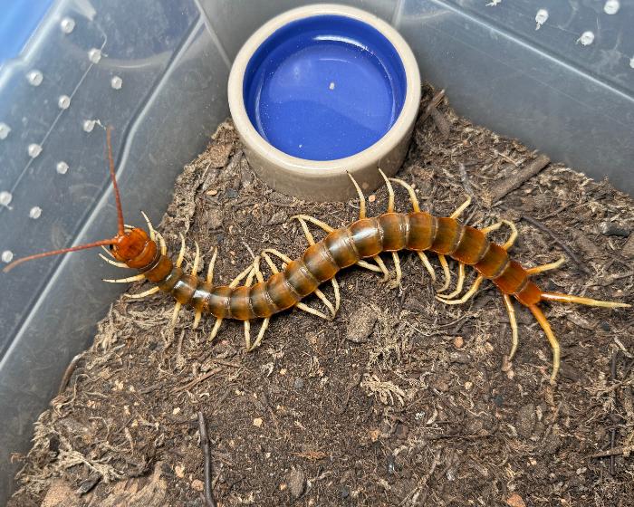 Scolopendra sp. 'white leg' (Peruvian white-legged centipede) 2.75”