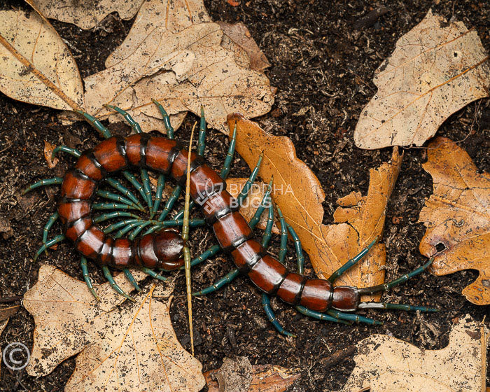 Scolopendra subspinipes 'mint leg' Chinese mint-legged centipede