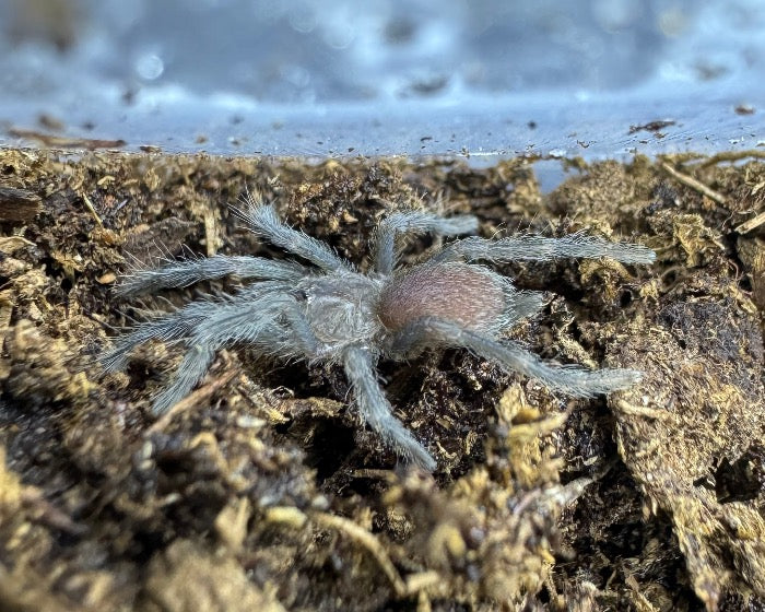 Selenocosmia crassipes 'Eunice' (Australian whistling tarantula) 0.5"