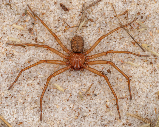A female Sicarius thomisoides, a Chilean six-eyed sand spider, poses on sand.