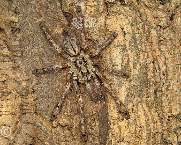 A mature female Stromatopelma calceatum, a tarantula species known as the featherleg baboon tarantula, poses on tree bark.