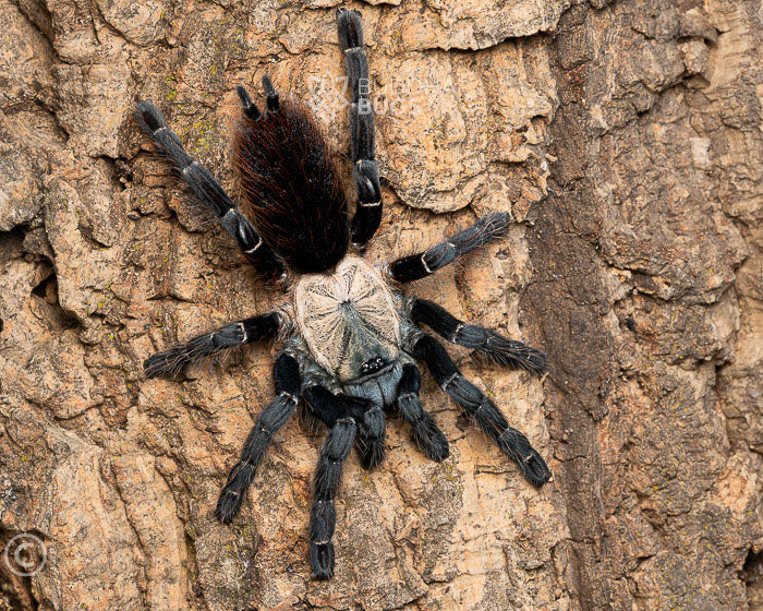 Taksinus bambus (Thai bamboo tarantula) 1.25"