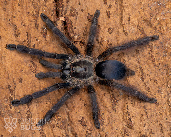 A mature female Tapinauchenius plumipes, a tarantula species known as the purple tree tarantula, poses on natural cork bark.