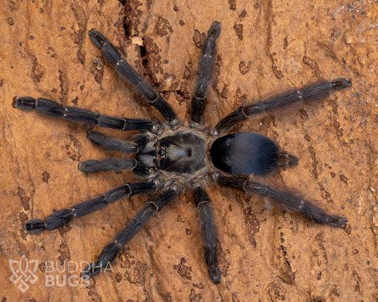 A mature female Tapinauchenius plumipes, a tarantula species known as the purple tree tarantula, poses on natural cork bark.