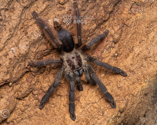 Tapinauchenius plumipes, formerly Tapinauchenius violaceus (purple tree spider tarantula) 0.75"