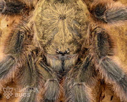 A close-up of the face of a mature female Tapinauchenius rasti, a tarantula known as the Caribbean diamond tarantula.