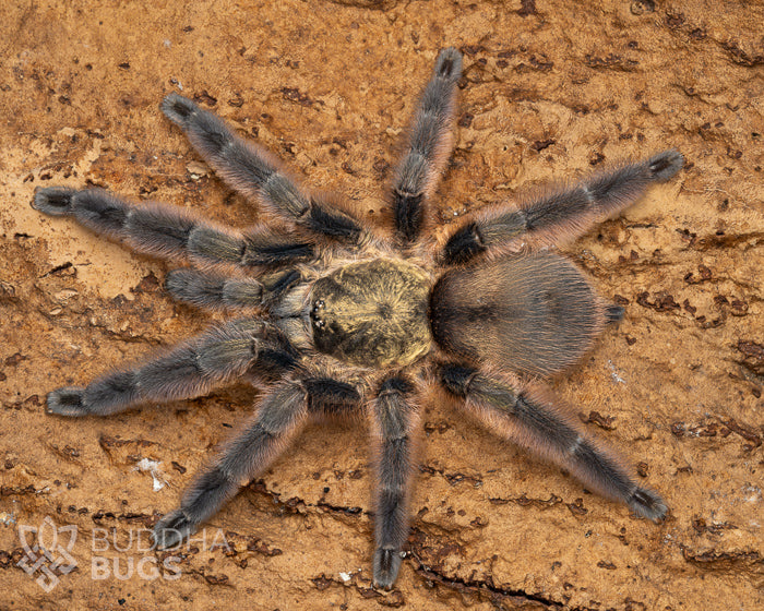 A mature female Tapinauchenius rasti, a tarantula species known as the Caribbean diamond tarantula, poses on natural cork bark.