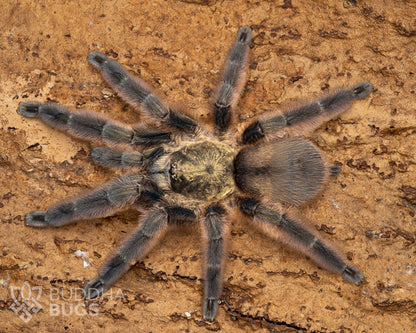 A mature female Tapinauchenius rasti, a tarantula species known as the Caribbean diamond tarantula, poses on natural cork bark.