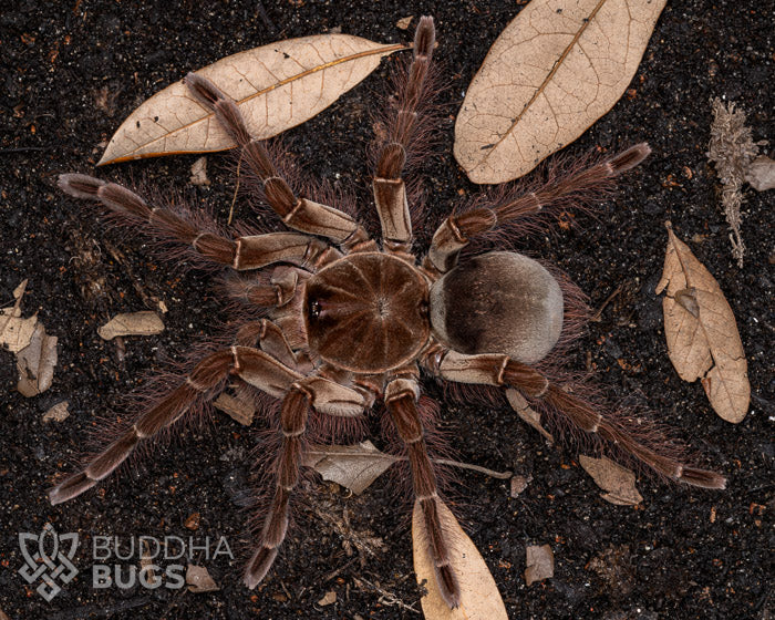 Theraphosa blondi (Goliath bird-eating tarantula) 1.5"