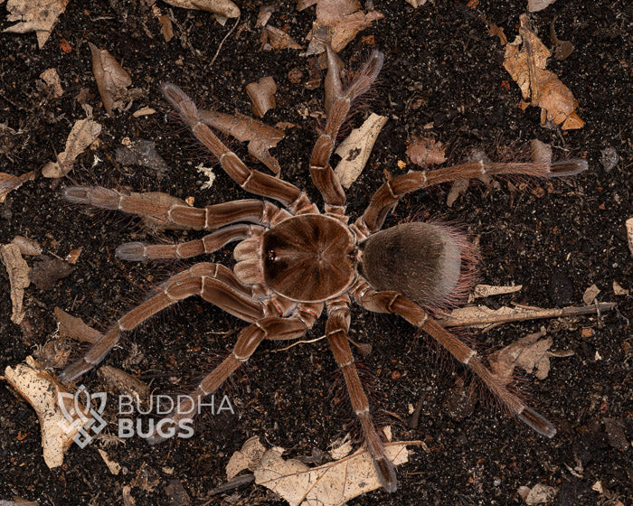 Theraphosa stirmi (burgundy goliath bird-eating tarantula) 1.5"