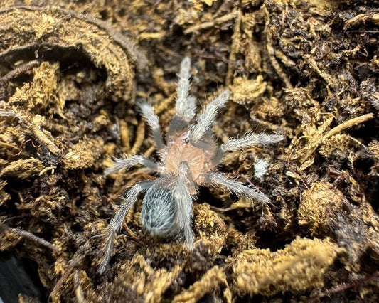 Theraphosinae sp. ‘Roatan’ (Roatan island purple tarantula) 0.66"