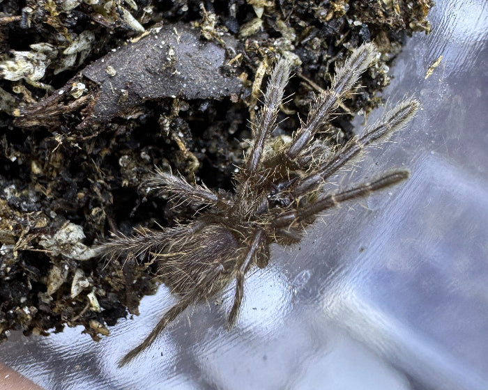 Thrigmopoeinae sp. 'Kali' (Kali burrowing tarantula) 0.75"