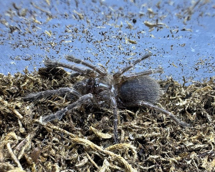 Thrigmopoeus truculentus (Lesser Goa mustard tarantula) 0.75"