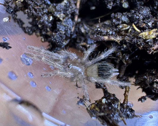 Tliltocatl epicureanus (Yucatan rust-rump tarantula) 0.25"