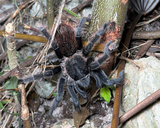 Tliltocatl vagans (Mexican red rump tarantula) 0.5"