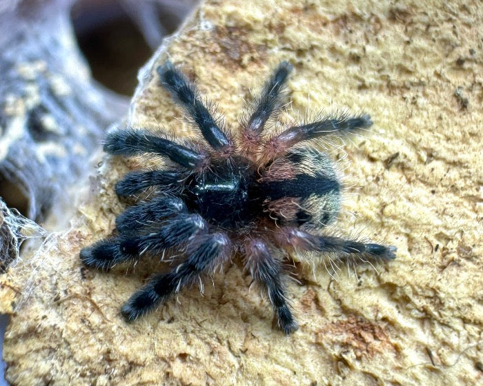 Typhochlaena curumim (Paraiba jewel tarantula) 0.5"