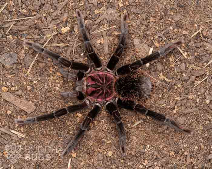 A female Xenesthis intermedia, an Amazon blue bloom tarantula, poses on sandy clay.