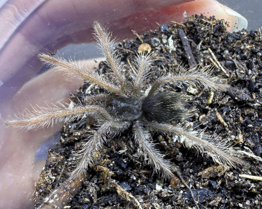 Xenesthis sp. ‘megascopula' (Colombian large scopulae tarantula) 1"