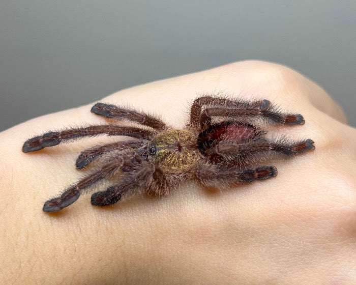 Ybyrapora diversipes (Amazon sapphire tarantula) 0.66"