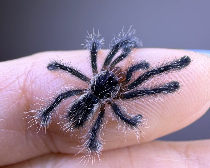 Ybyrapora sooretama (Amazon purple sapphire tarantula) 0.75"