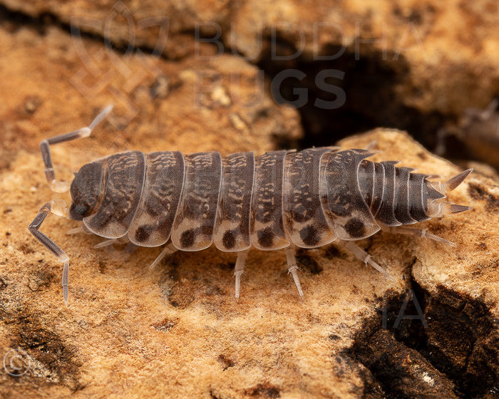 Agnara madagascariensis ‘Northern Thailand’  Philoscia sp. 'Thai' isopod female