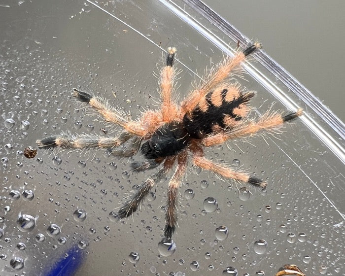 Amazonius germani  orange chevron tarantula