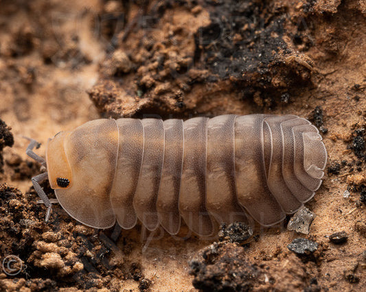 Cubaris sp. 'cute honey tiger' isopod