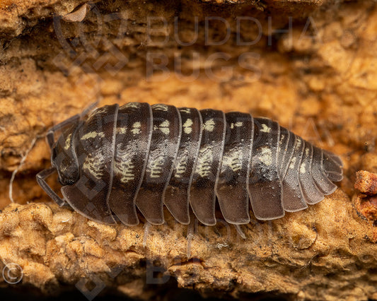 Armadillidium depressum (Southern pill woodlouse) 